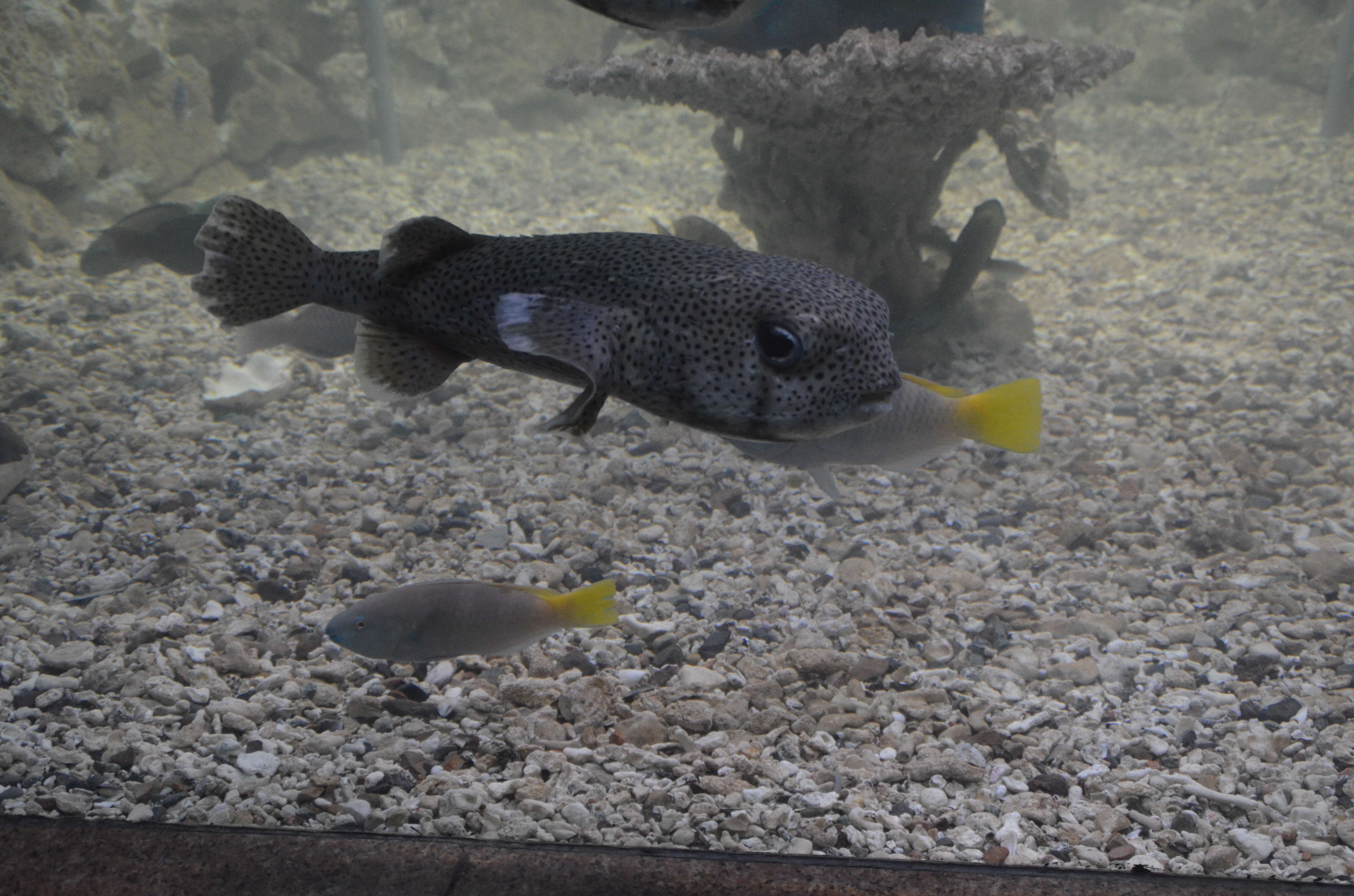 Image of Broadbarred Toadfish