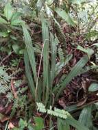 Image of Calanthe davidii Franch.