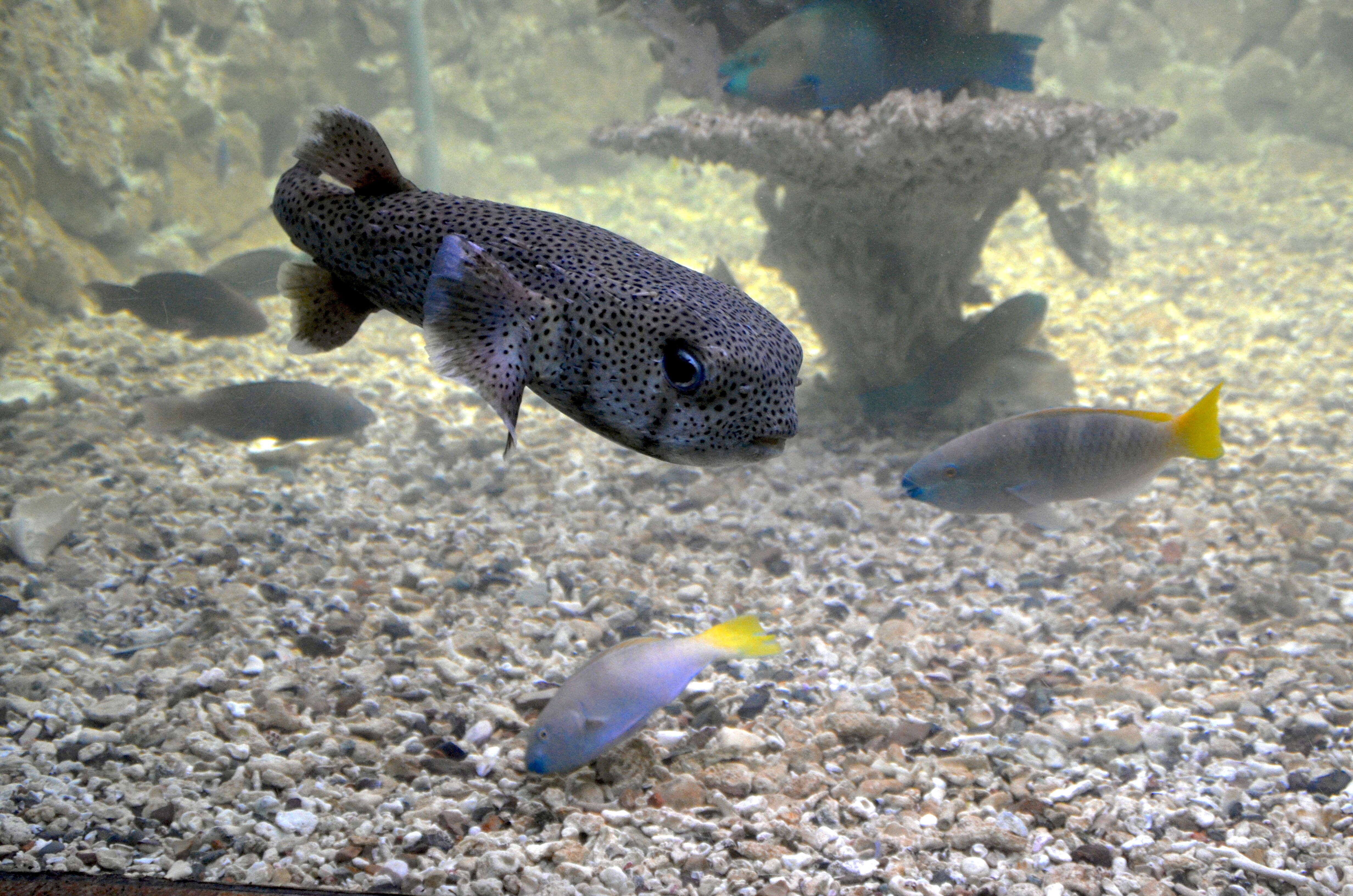 Image of Broadbarred Toadfish