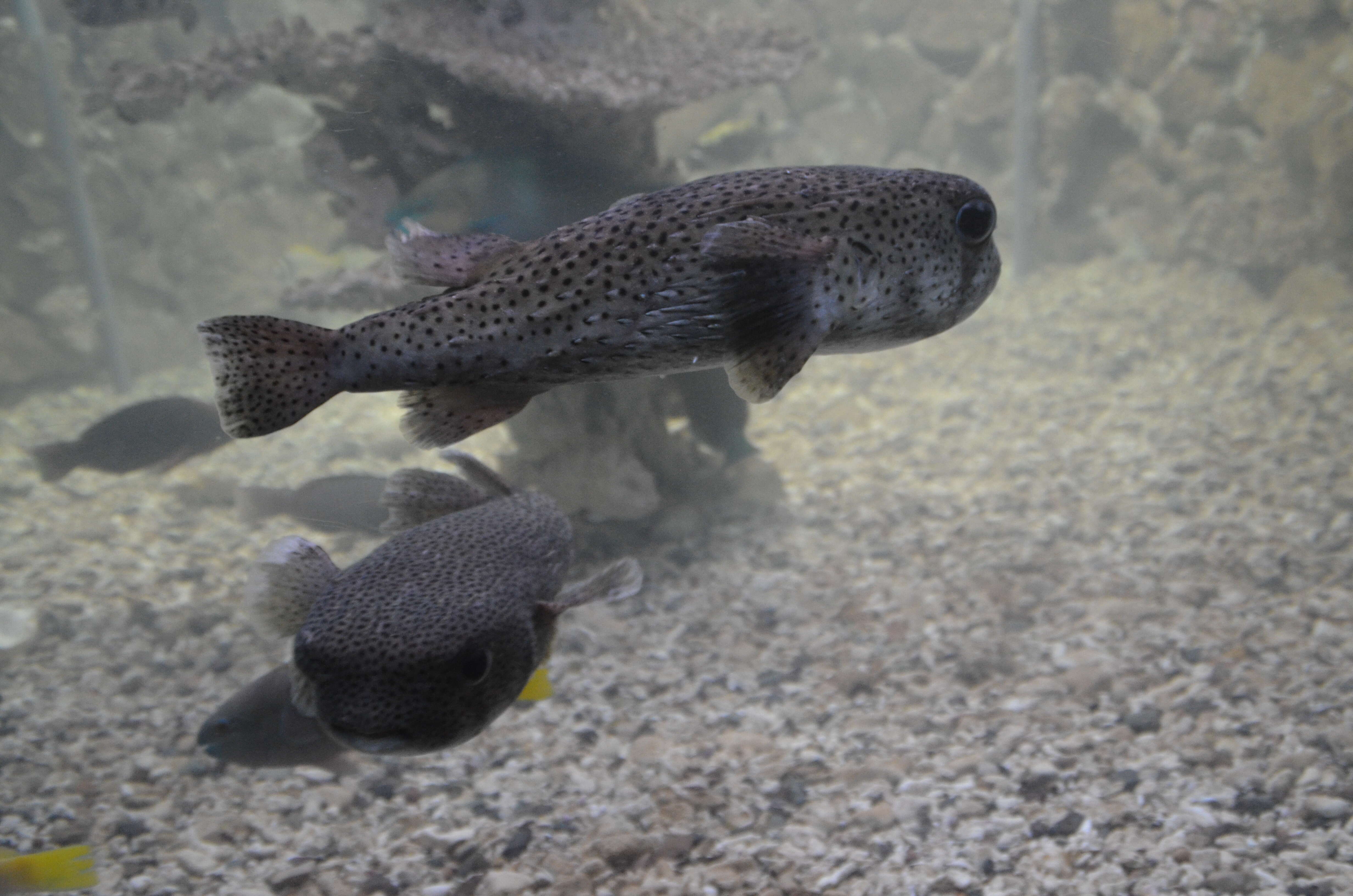 Image of Broadbarred Toadfish