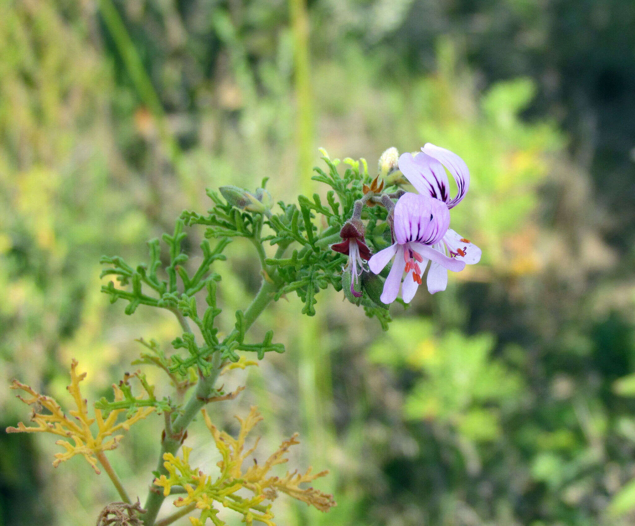 Image of rasp-leaf pelargonium