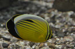 Image of Blacktail Butterflyfish