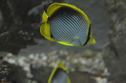 Image of Black-back Butterflyfish