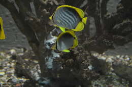 Image of Black-back Butterflyfish