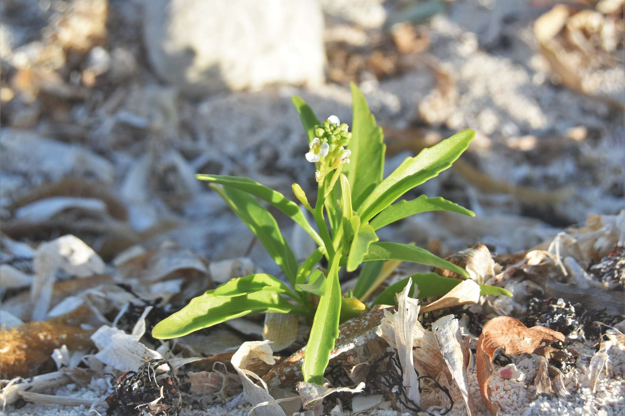 Image de Cakile lanceolata (Willd.) O. E. Schulz