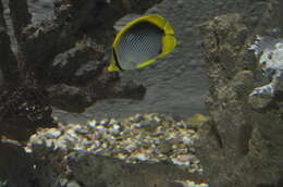 Image of Black-back Butterflyfish