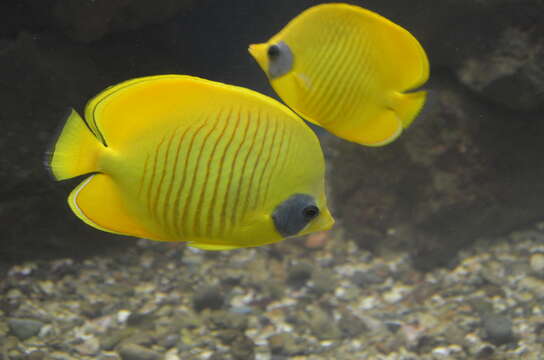 Image of Addis Butterflyfish