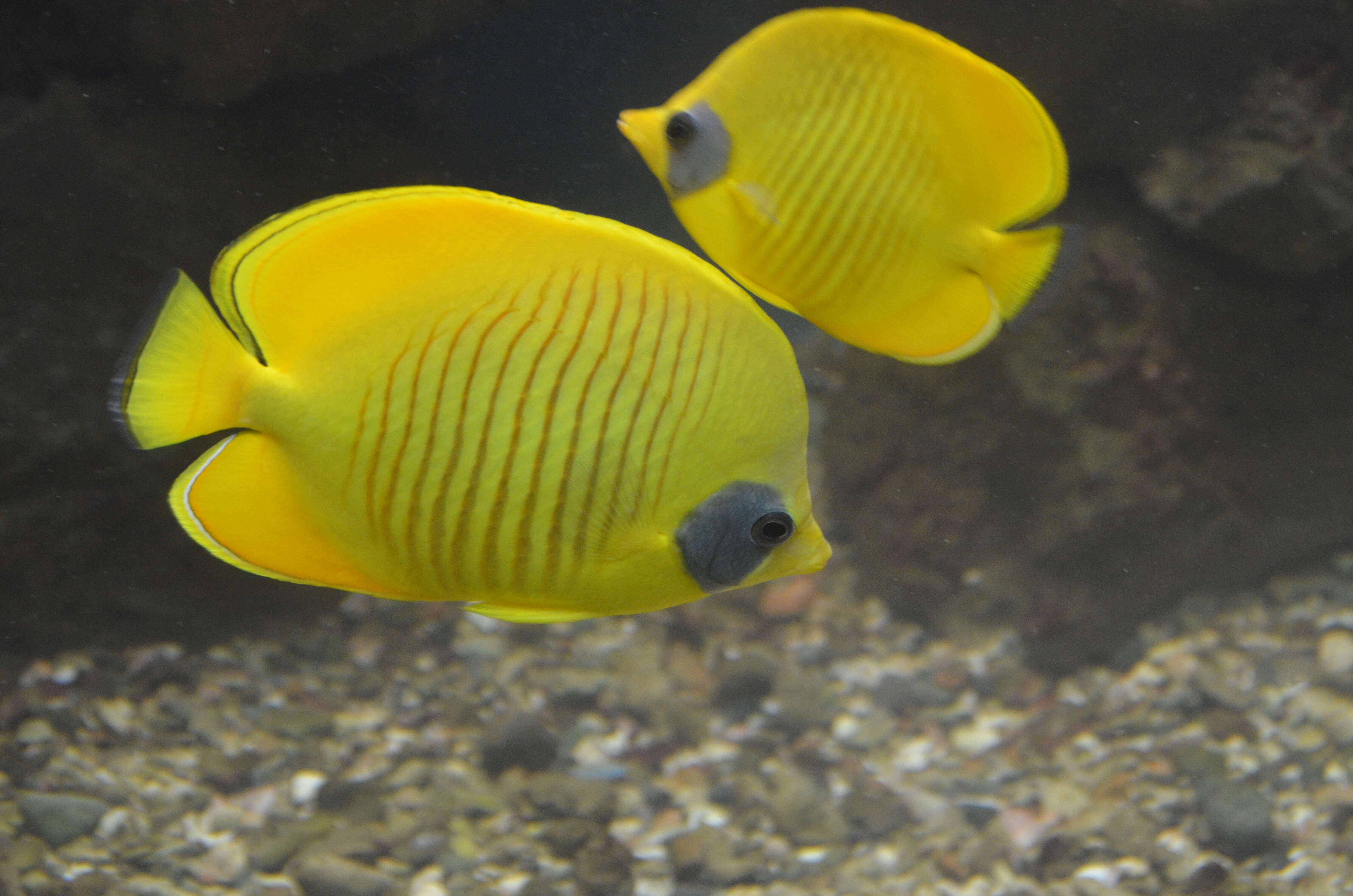 Image of Addis Butterflyfish