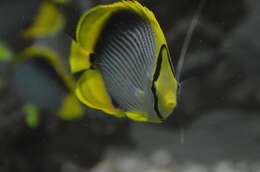 Image of Black-back Butterflyfish