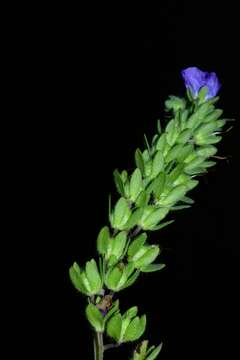 Phacelia austrotexana (J. A. Moyer) B. L. Turner的圖片