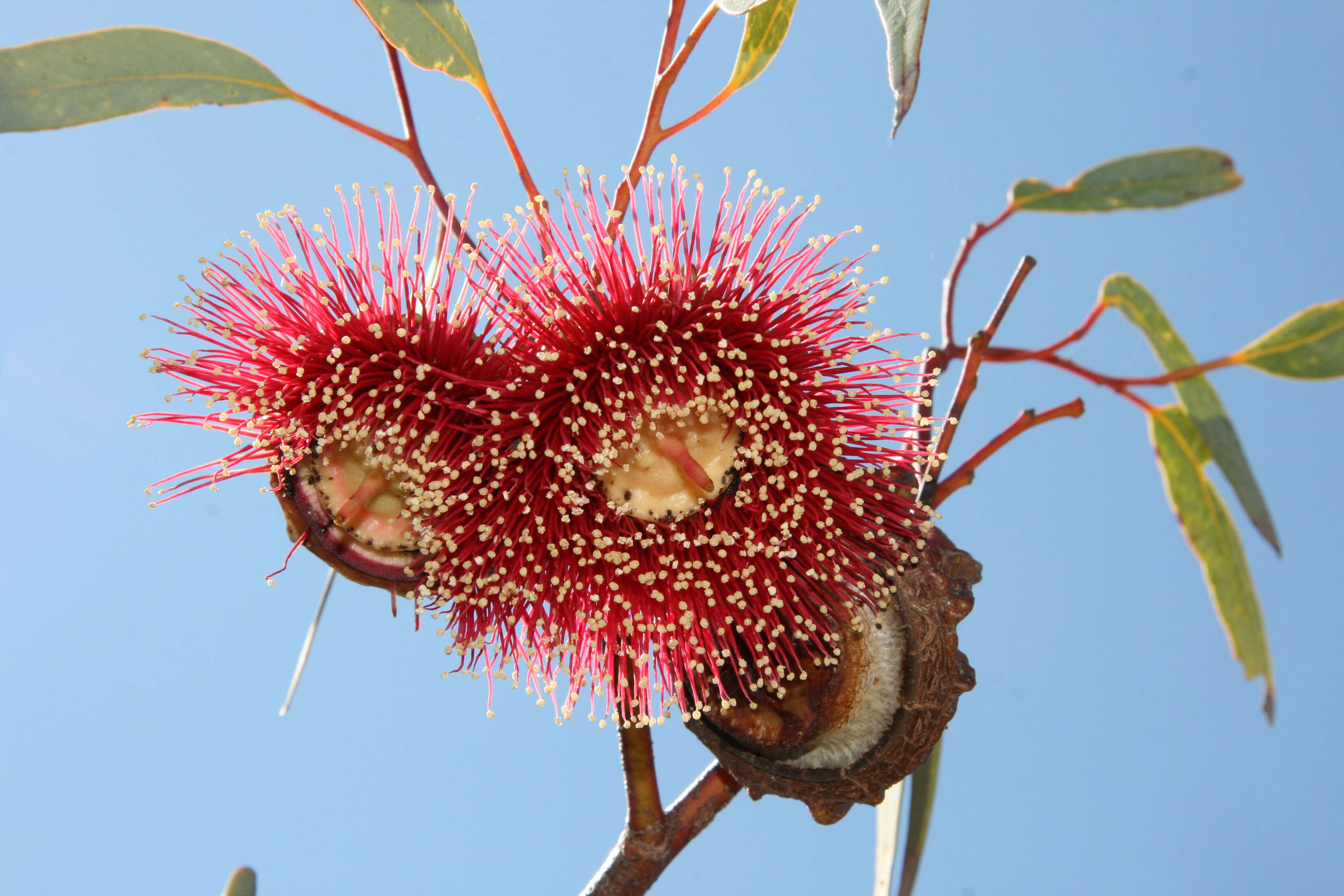 Image of pear-fruit mallee