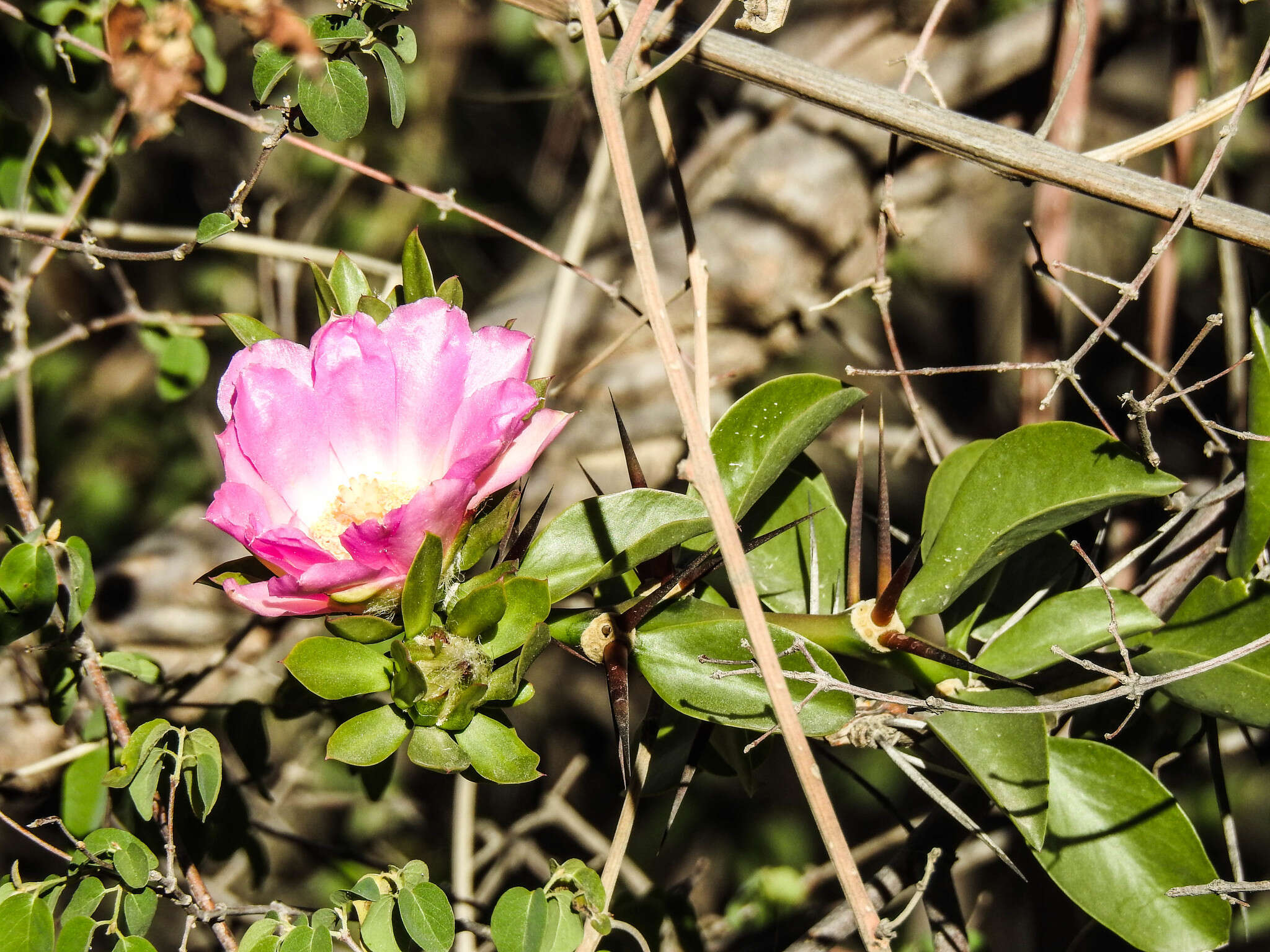 Image of Pereskia sacharosa Griseb.