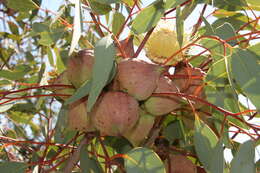 Image of pear-fruit mallee