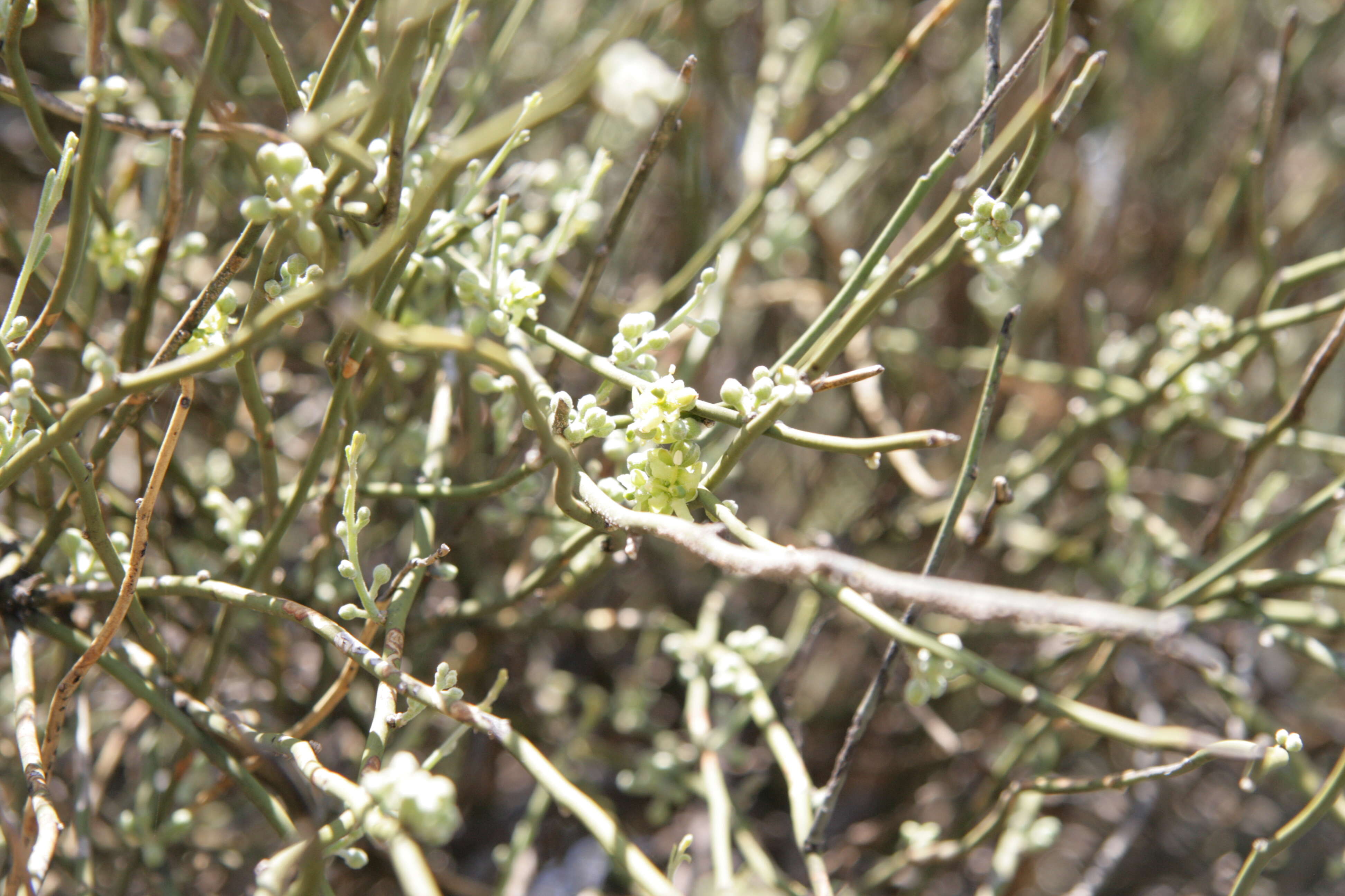 Image of Apophyllum F. von Mueller 1857