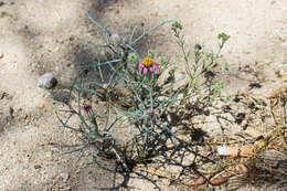 Image of Mojave hole-in-the-sand plant