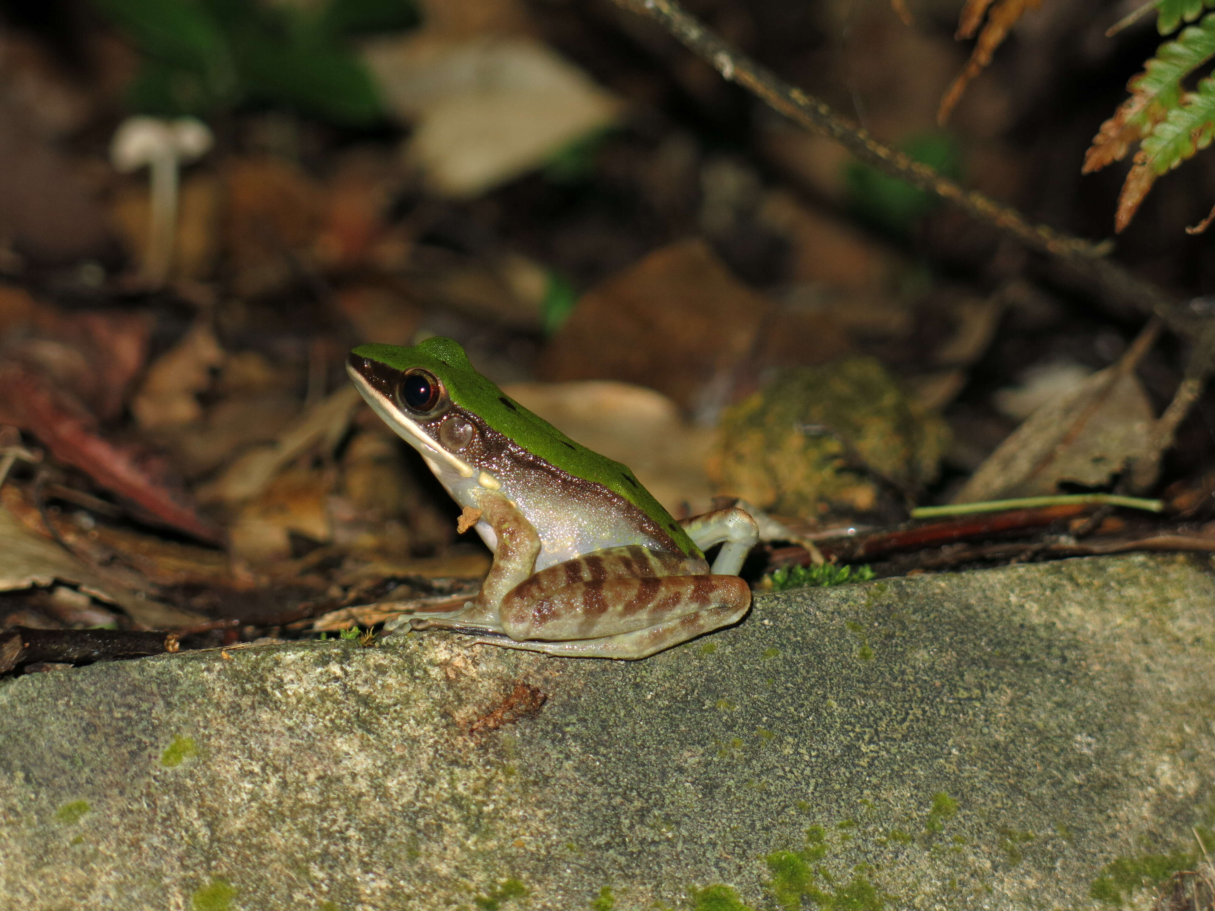 Image de Odorrana livida (Blyth 1856)