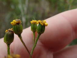 Image of Senecio burchellii DC.