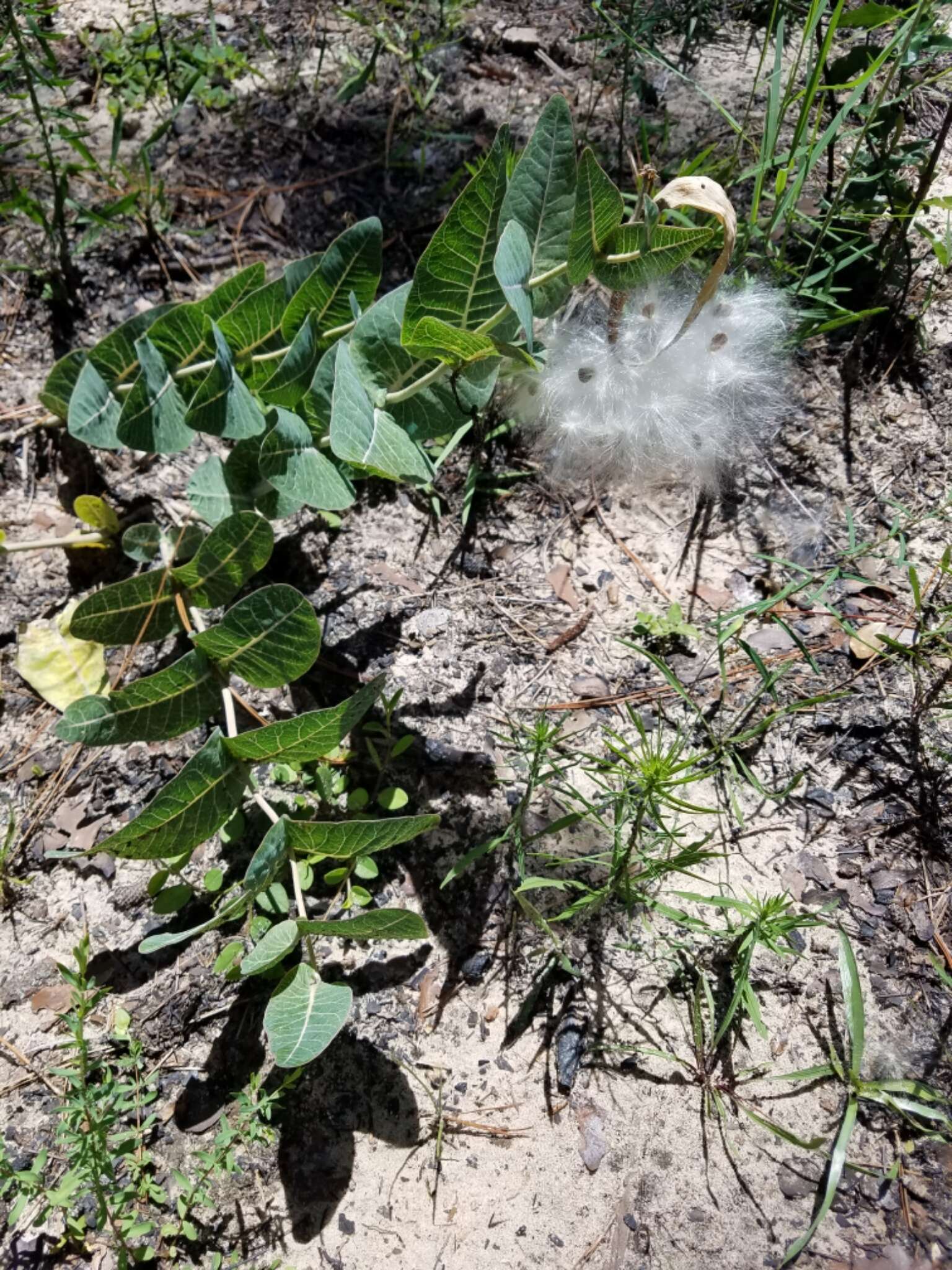 Image of pinewoods milkweed