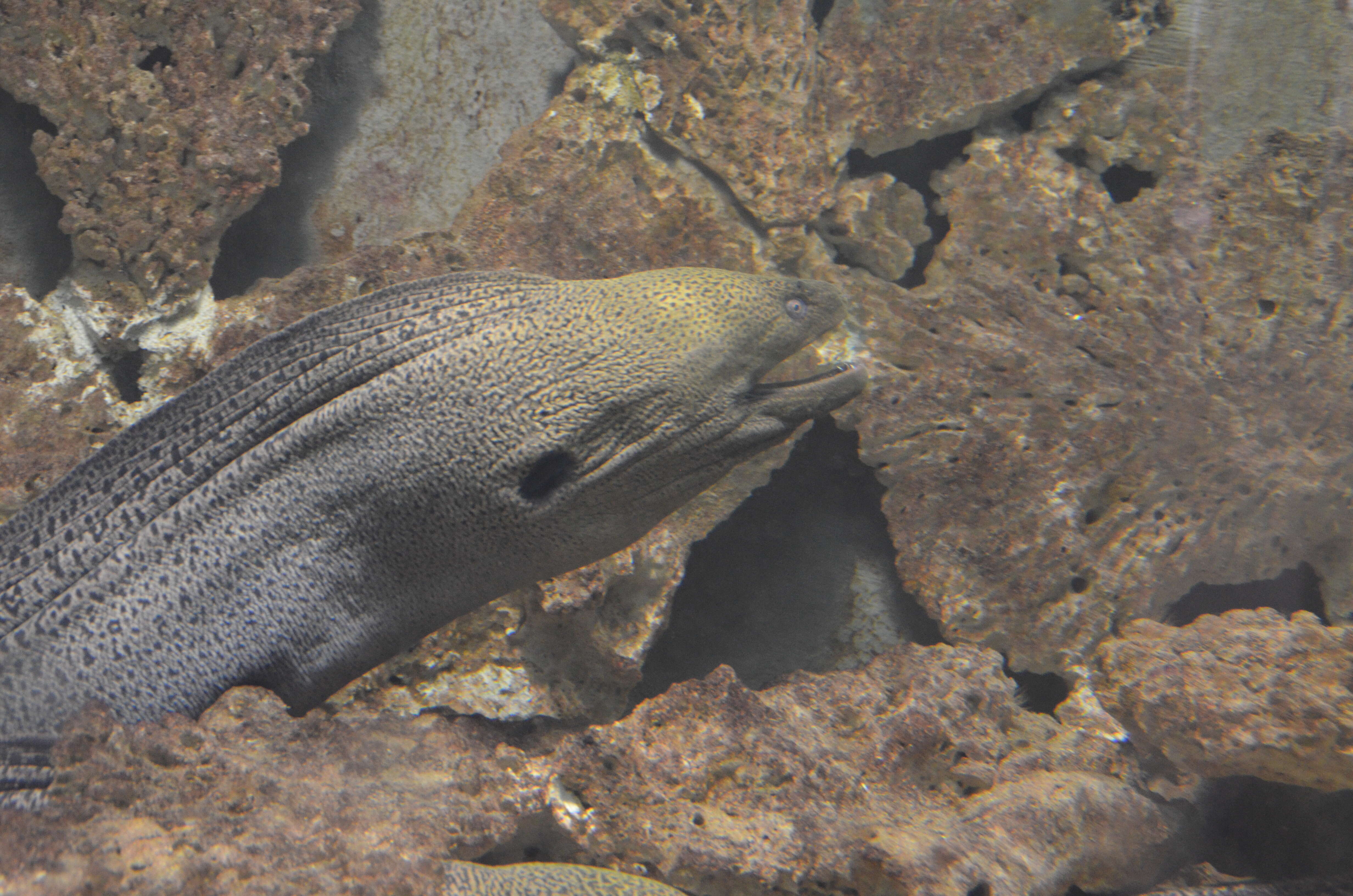 Image of Giant moray