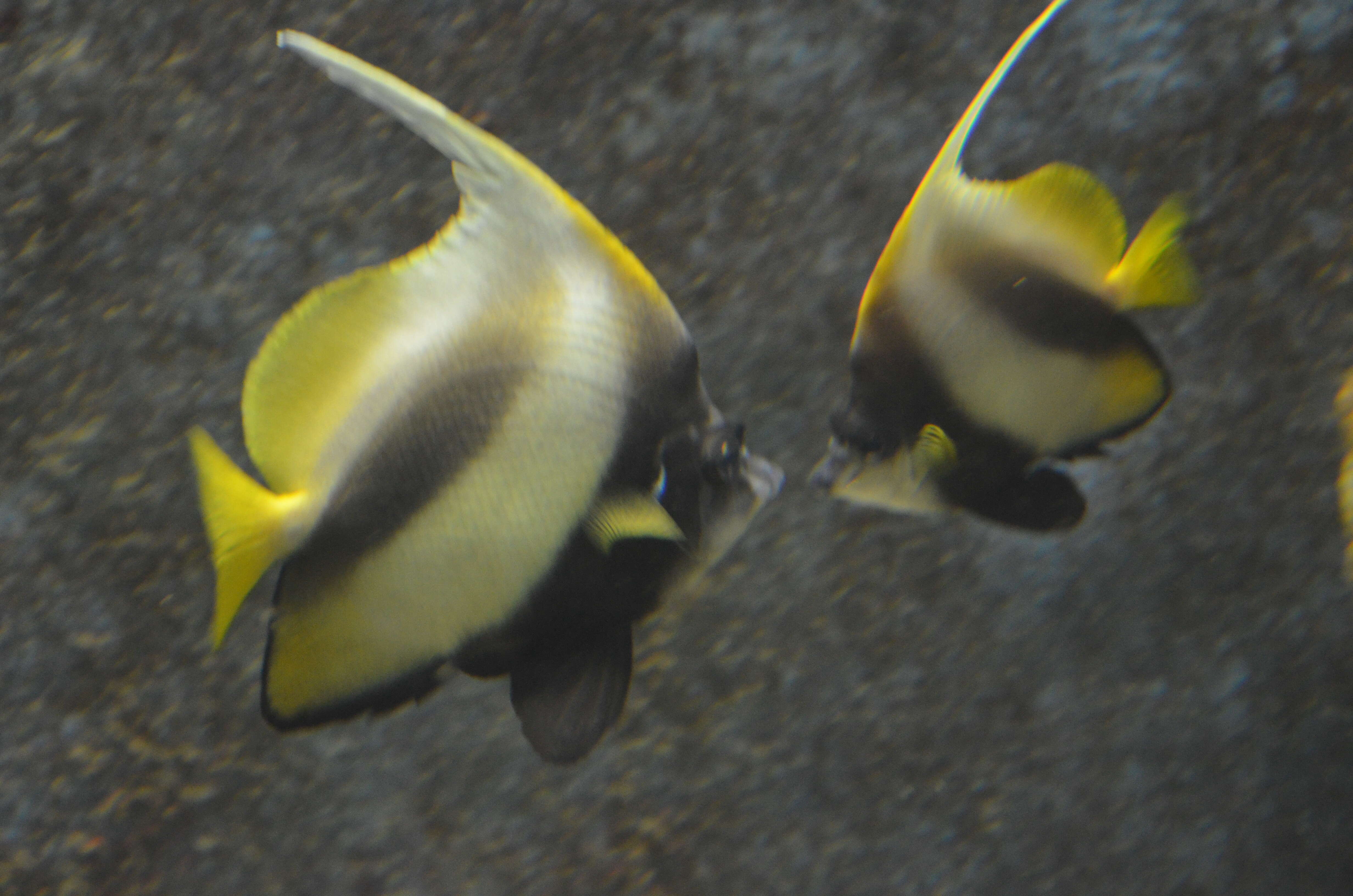 Image of Red Sea Bannerfish