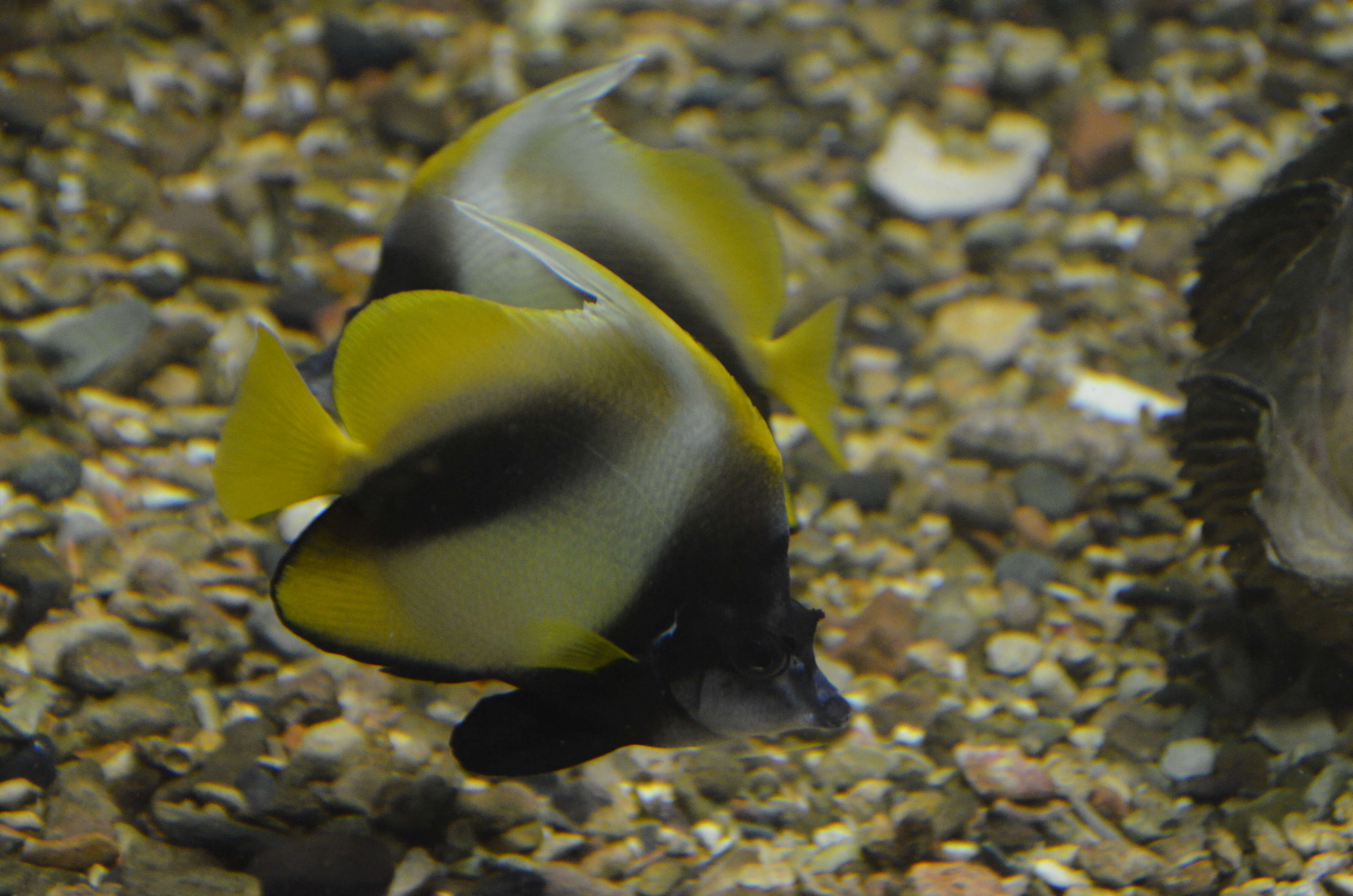 Image of Red Sea Bannerfish