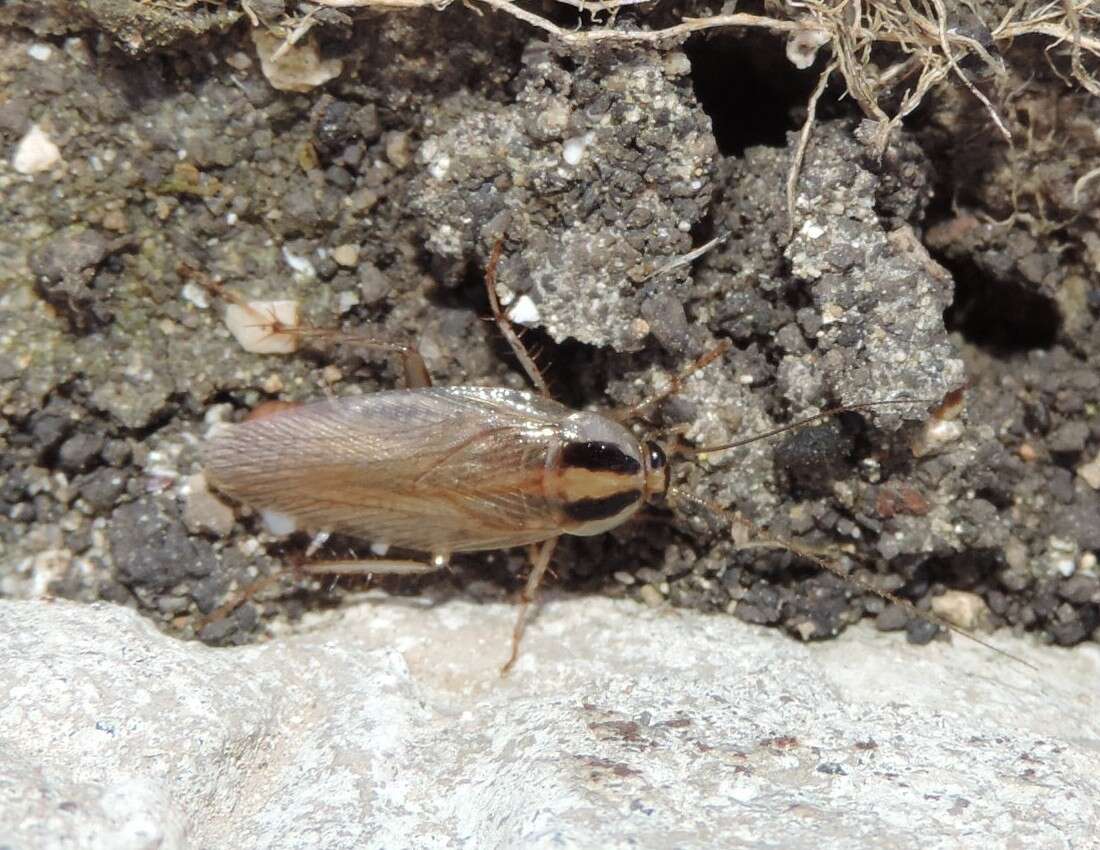 Image of Field Cockroach