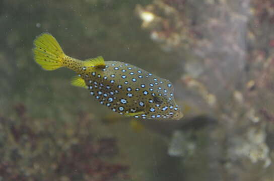 Image of Yellow boxfish