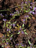 Image of Peck's phacelia