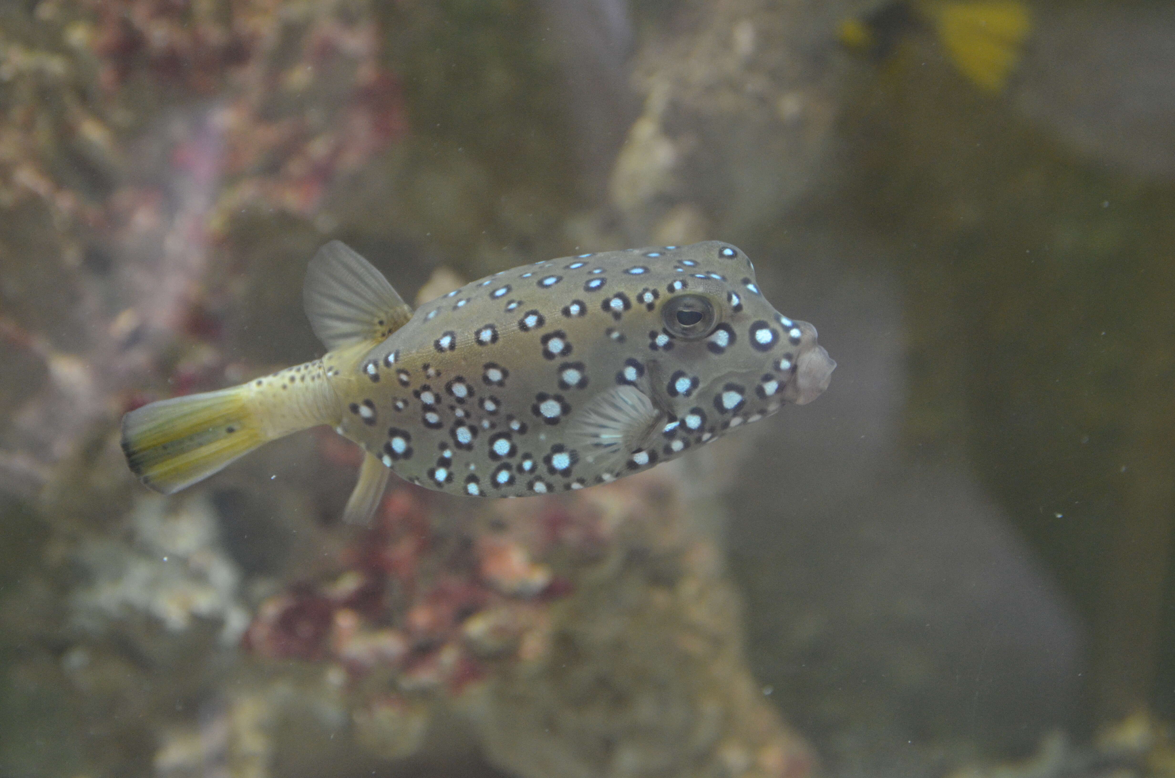 Image of Yellow boxfish