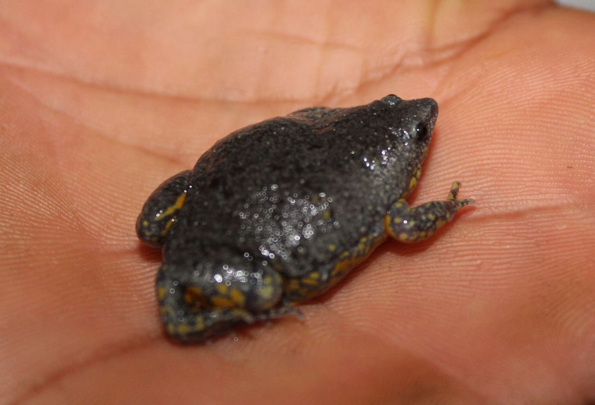 Image of Sapito Apuntado Bicolor