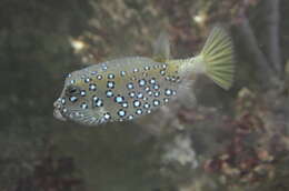 Image of Yellow boxfish