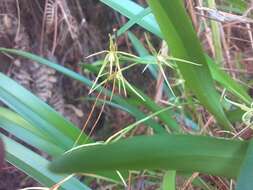 Image of Prosthechea rhynchophora (A. Rich. & Galeotti) W. E. Higgins