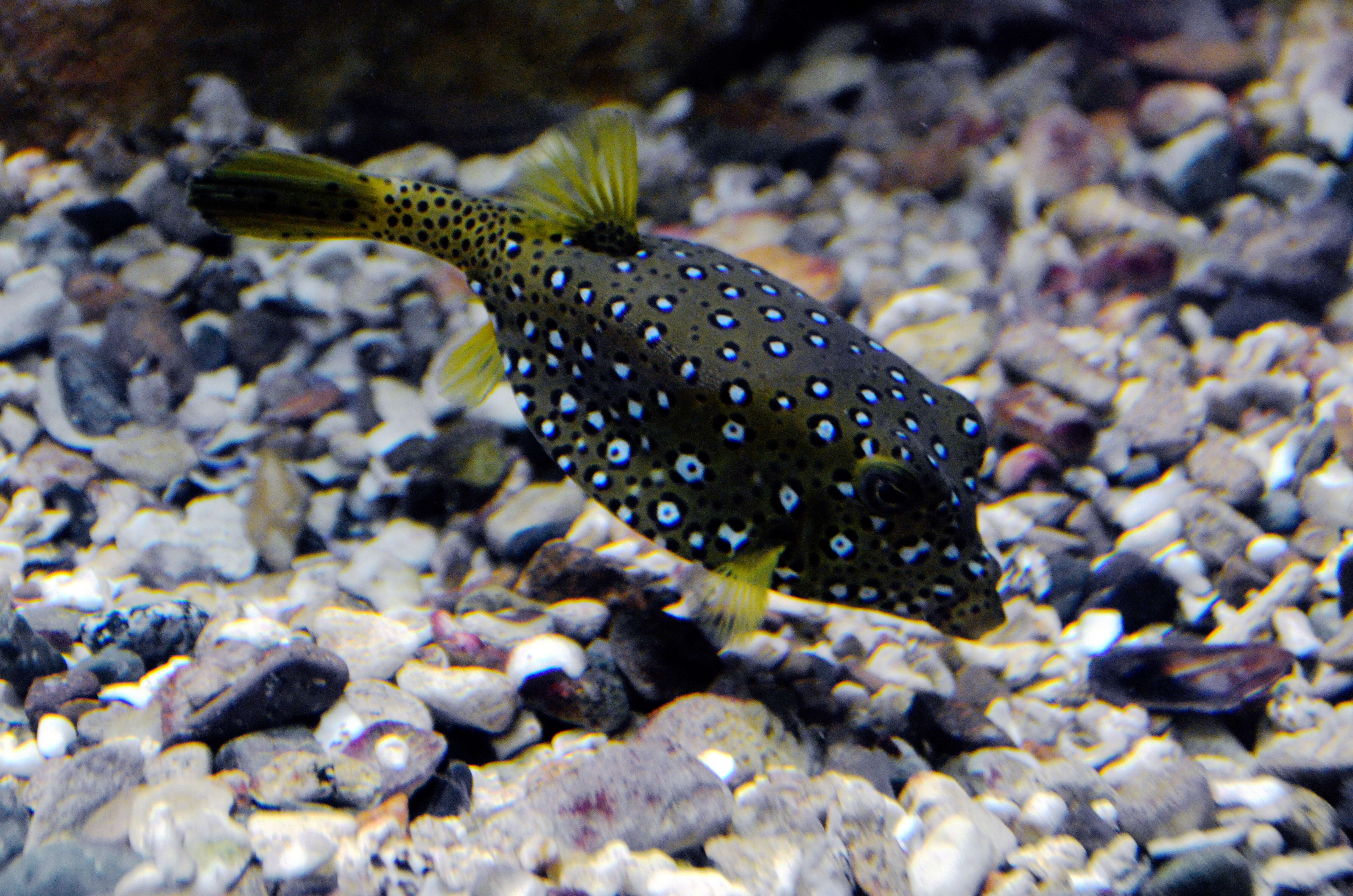 Image of Yellow boxfish