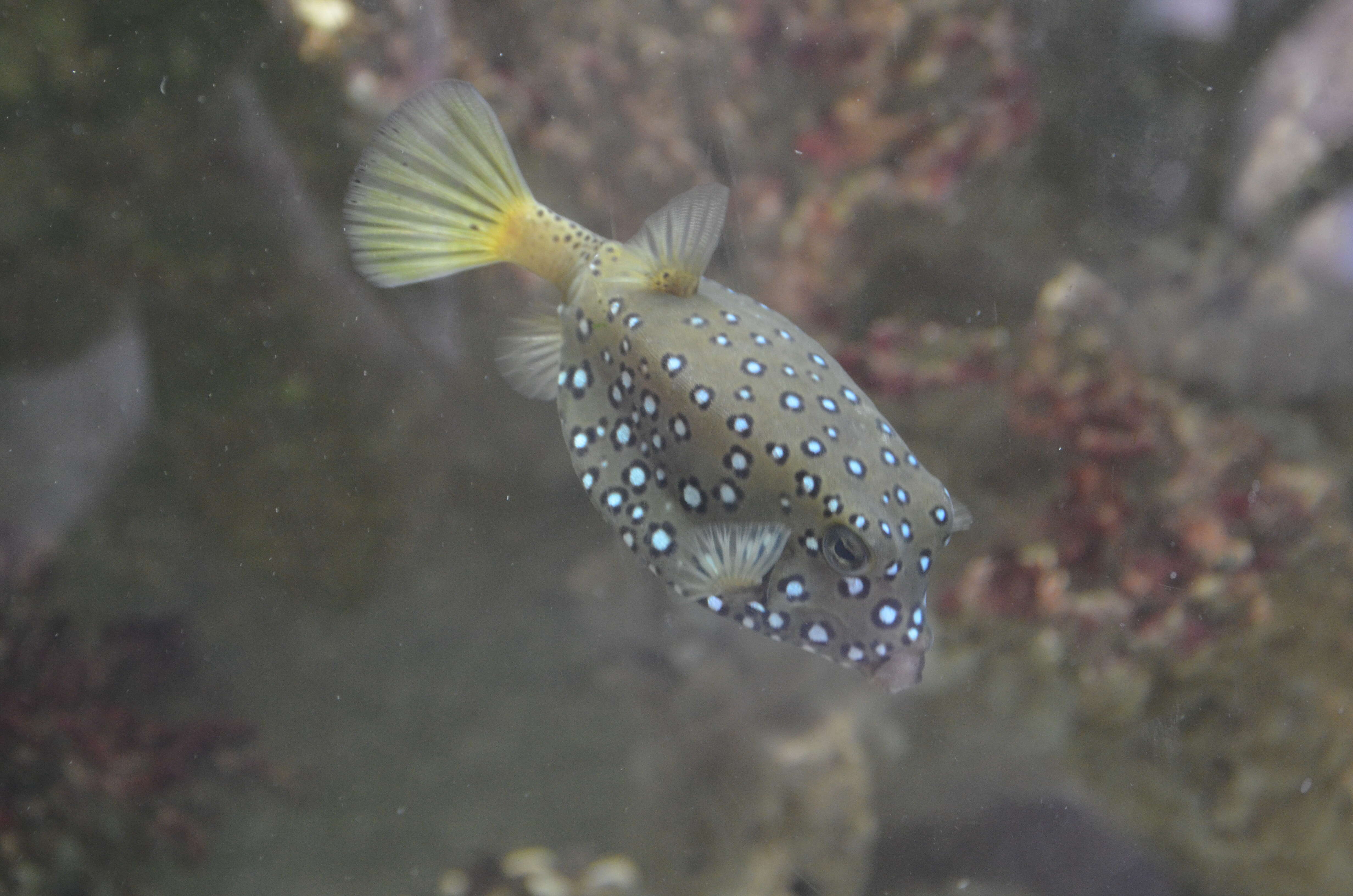 Image of Yellow boxfish