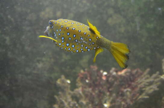 Image of Yellow boxfish