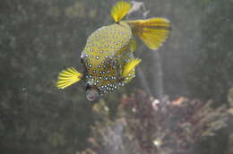 Image of Yellow boxfish