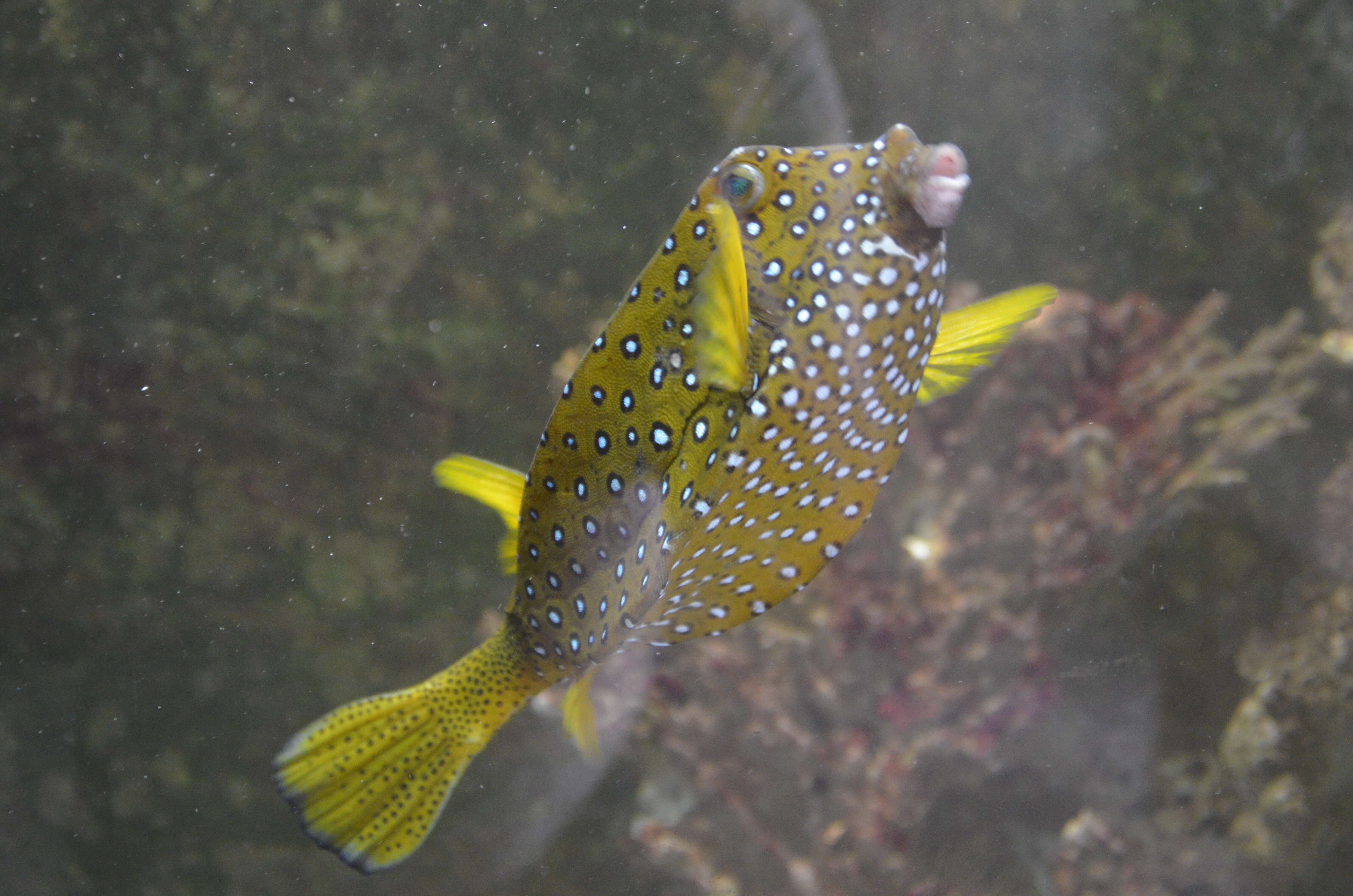 Image of Yellow boxfish