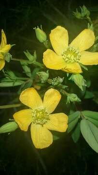 Image of Hypericum brasiliense Choisy