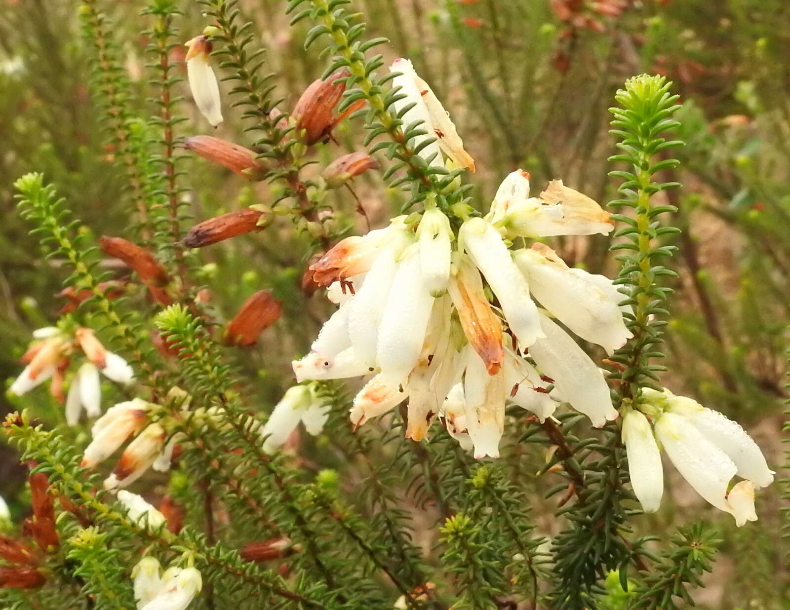 Image of Albertinia Heath