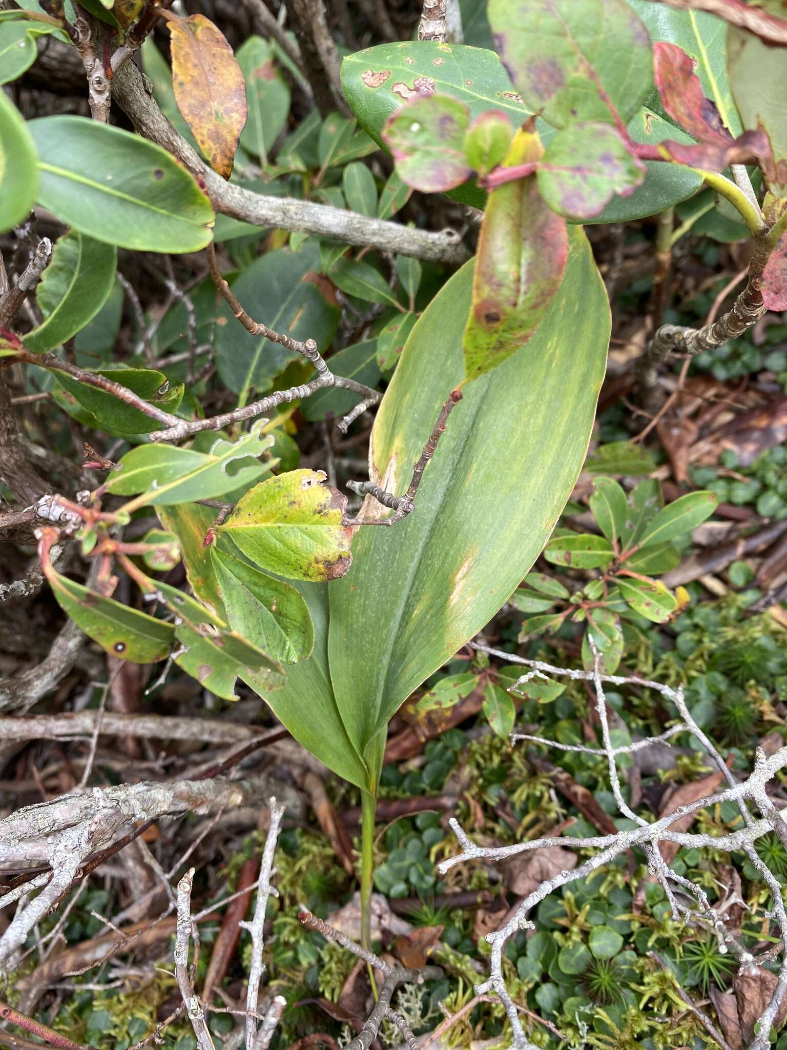 Lily-of-the-valley - Encyclopedia of Life