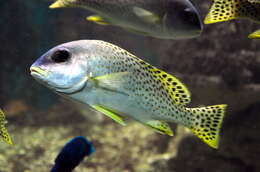 Image of Black-spotted grunt