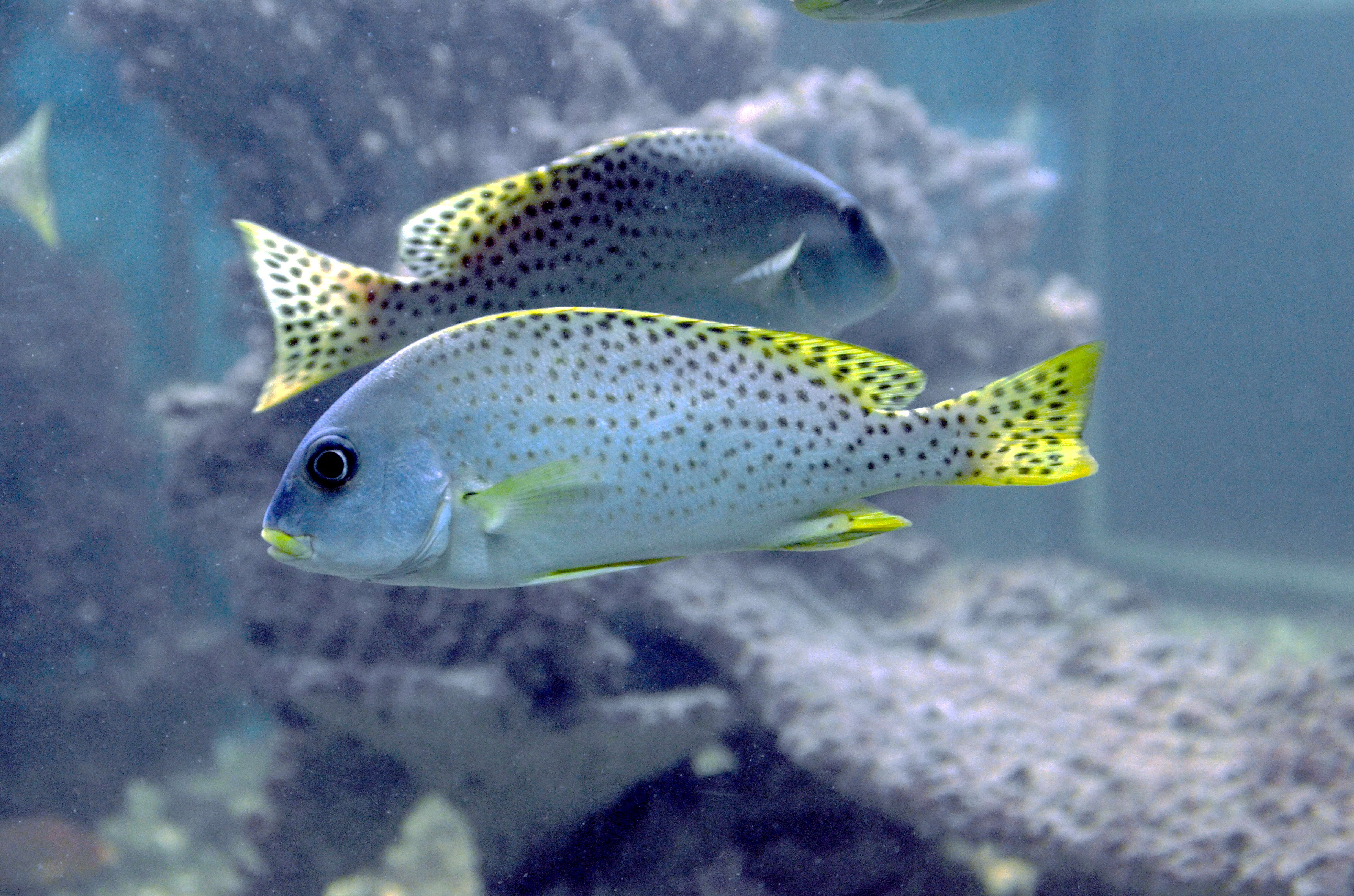 Image of Black-spotted grunt