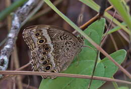 Image of Neope muirheadii Felder 1862