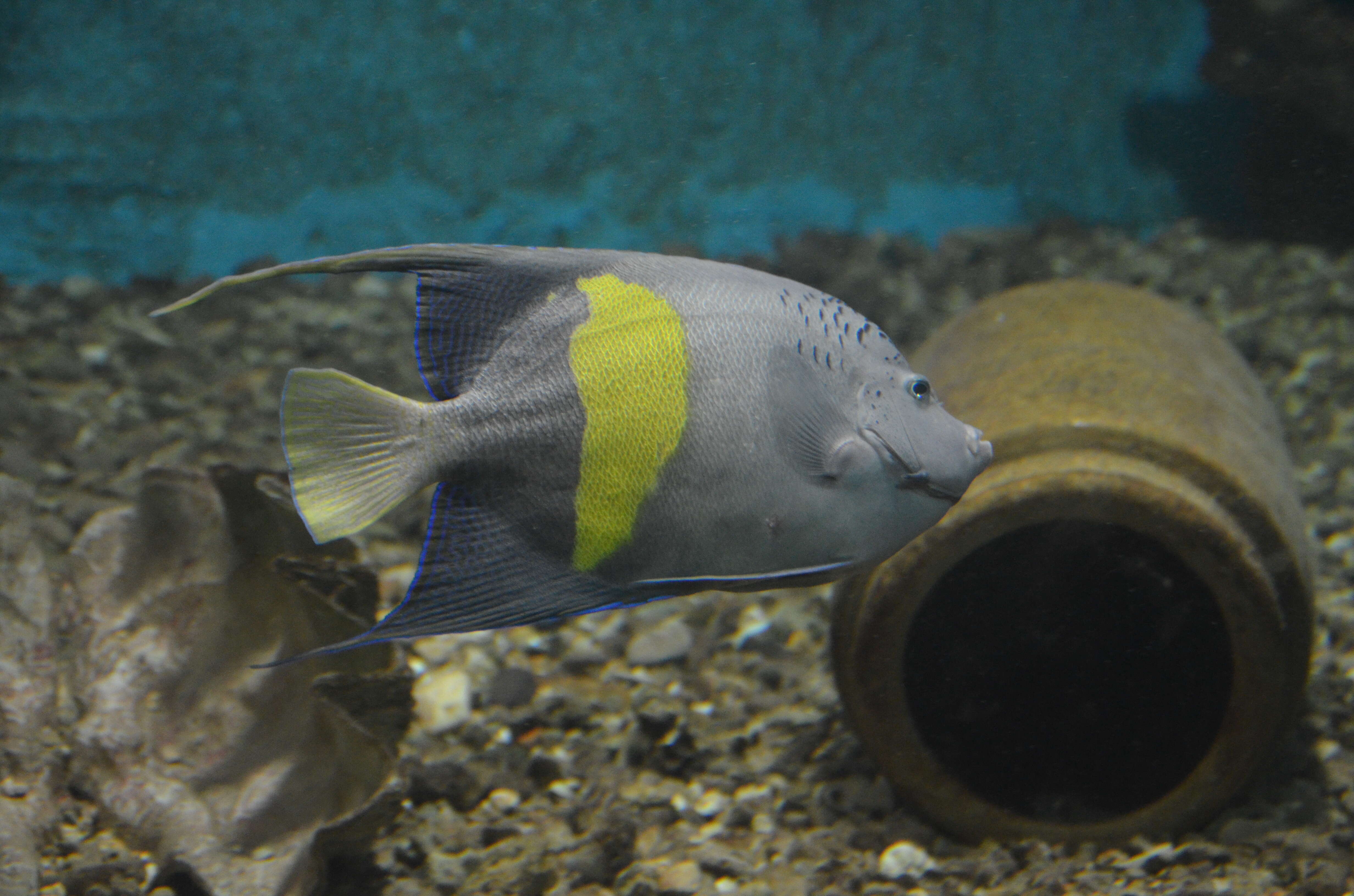 Image of Halfmoon Angelfish