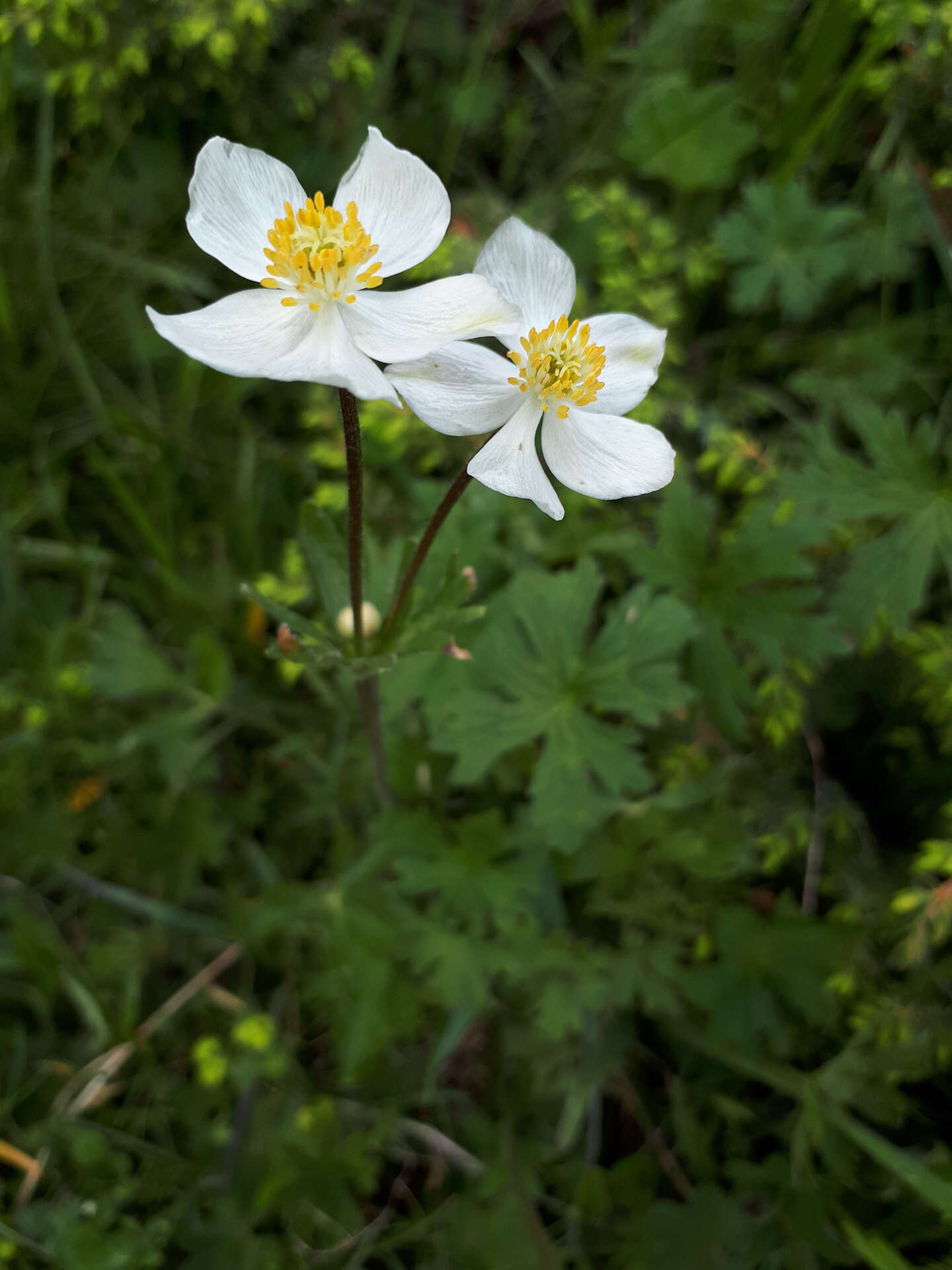 Anemonastrum protractum (Ulbrich) Holub的圖片