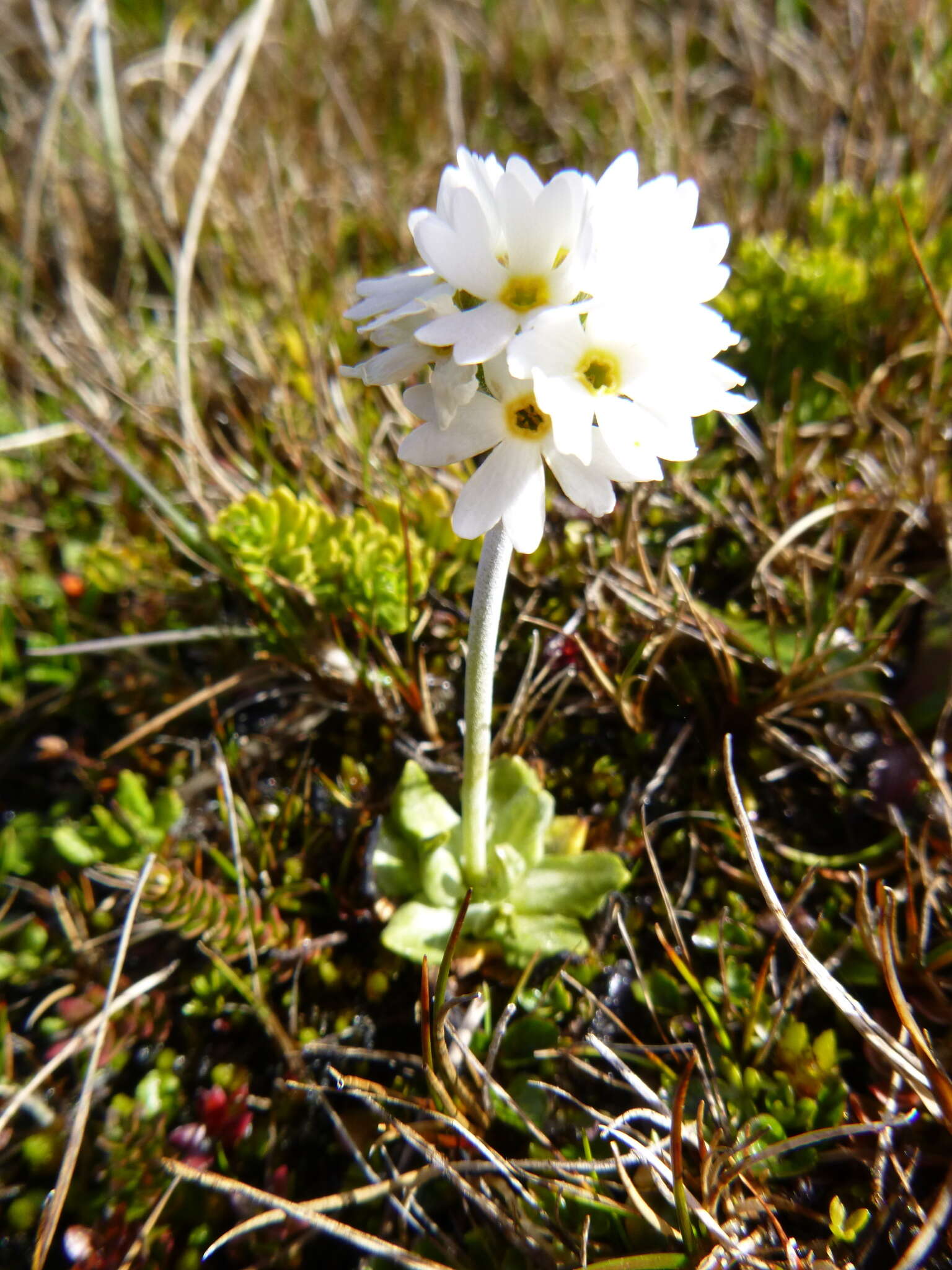 Image of Primula magellanica Lehm.