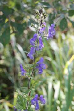 Image of Aconitum volubile var. pubescens Regel