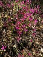 Plancia ëd Clarkia concinna subsp. concinna