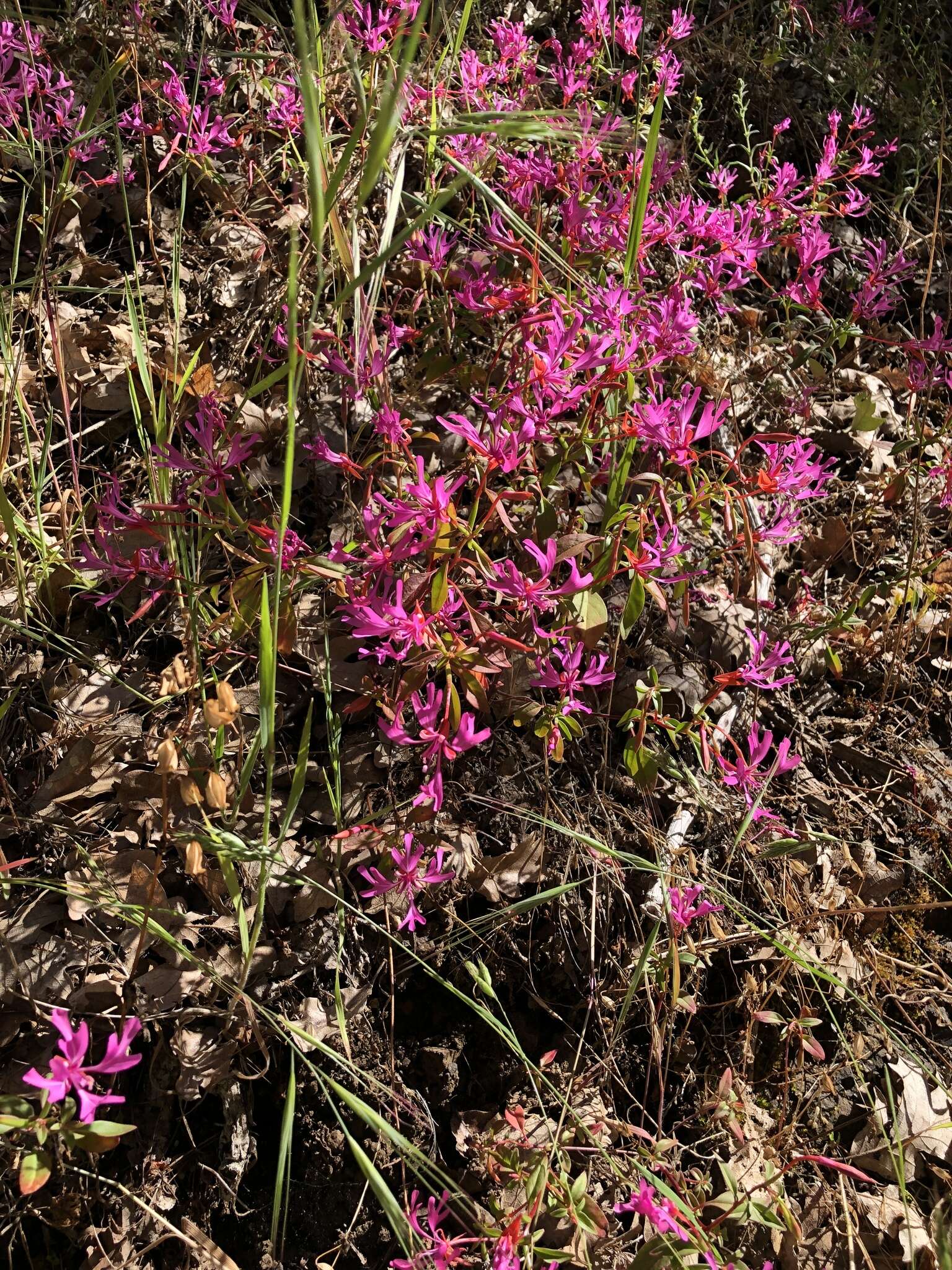 Plancia ëd Clarkia concinna subsp. concinna