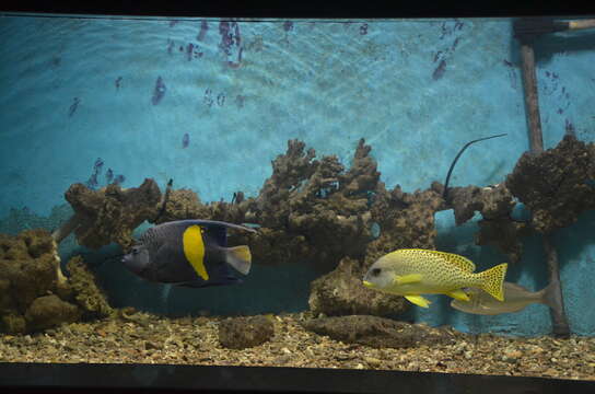 Image of Halfmoon Angelfish